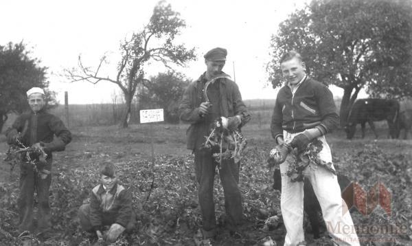 4-8a Crisader harvest.jpg